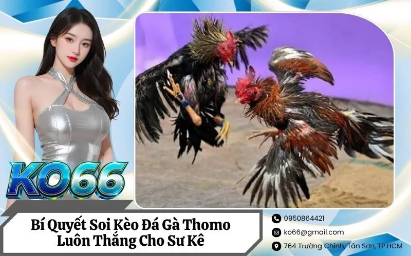 Bí Quyết Soi Kèo Đá Gà Thomo Luôn Thắng Cho Sư Kê