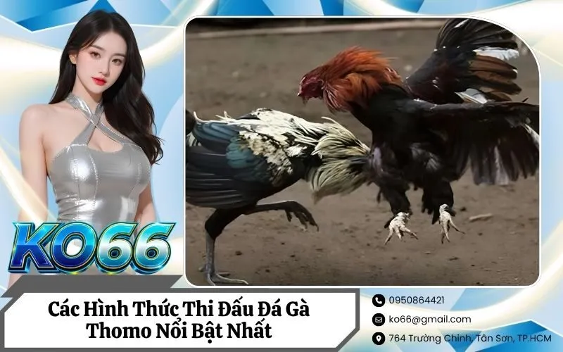 Các Hình Thức Thi Đấu Đá Gà Thomo Nổi Bật Nhất