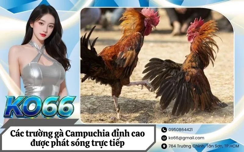 Các trường gà Campuchia đỉnh cao được phát sóng trực tiếp