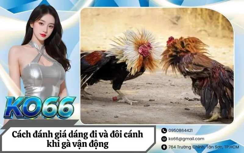 Cách đánh giá dáng đi và đôi cánh khi gà vận động