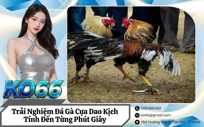 Đá Gà Cựa Dao