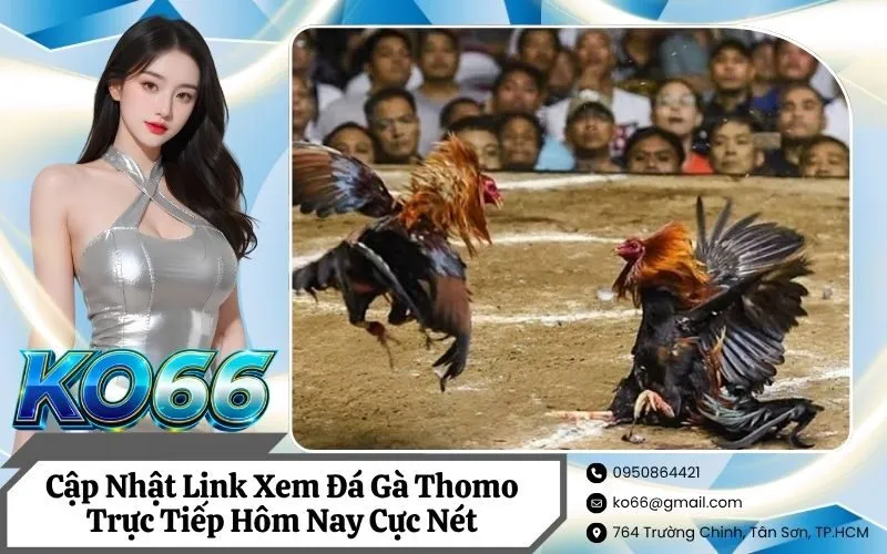 Đá Gà Thomo