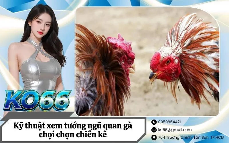 Kỹ thuật xem tướng ngũ quan gà chọi chọn chiến kê