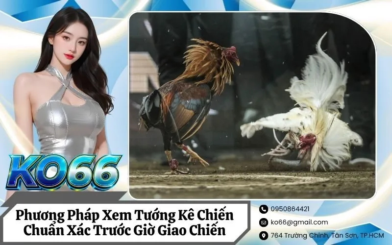 Phương Pháp Xem Tướng Kê Chiến Chuẩn Xác Trước Giờ Giao Chiến