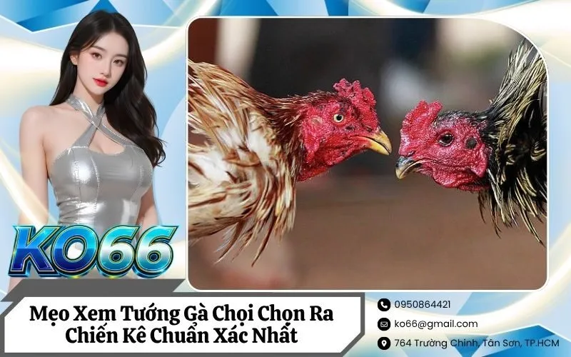 Xem Tướng Gà Chọi